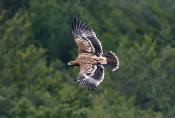 Царски орел в полет
