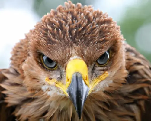 Царски орел