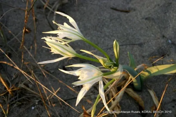 Пясъчна лилия, цъфтяща в дюните зад плажа