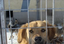 Старите въжета – с нови стопани