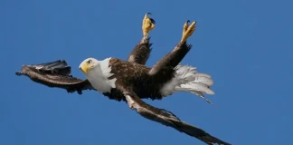 Орел лупинги