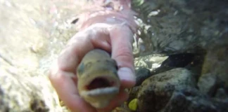 Кампания CATCH AND RELEASE със Stinky Socks CATCH AND RELEASE