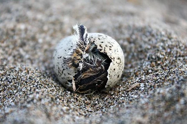 Първите перца