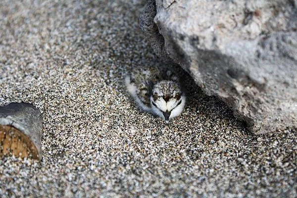 Морски дъждосвирец