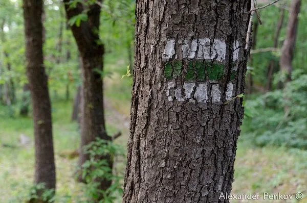 Александър Пенков