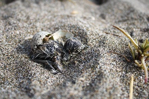 При излюпването, родителите помагат на малките, като отстраняват черупките далеч от тях.