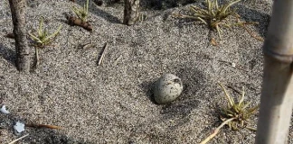 Раждането на един морски дъждосвирец Морският дъждосвирец снася яйцата си без гнездо, близо до хората и директно върху пясъка.