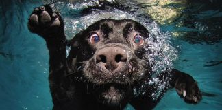 Underwater dogs