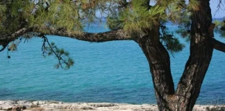 Снежана Живкова