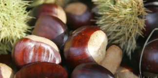 Фестивал на кестена в Беласица