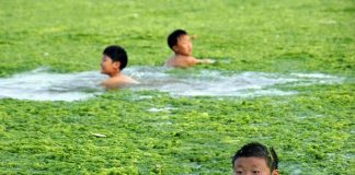 Плажът на зелените водорасли в Китай