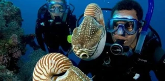 Безплатни теоретични уроци по гмуркане за начинаещи в София OPEN WATER DIVER