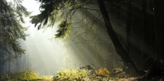 Пътуваща изложба за българските гори Пътуваща изложба за българските гори