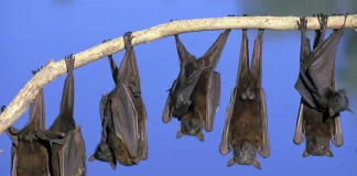 Нощ на прилепите Пловдив Прилепи