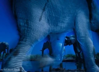 Най-добрите фотографи на дивата природа за 2013 Greg du Toit