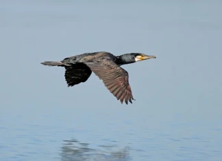Резултати от 38-мото преброяване на зимуващите водолюбиви птици при 10 градуса БДЗП