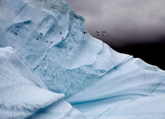 Камил Сиймън