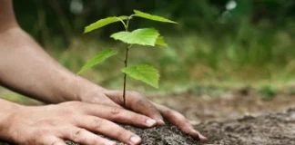 Залесяване в района на Владая Залесяване в района на Владая