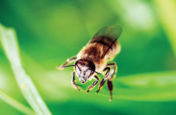 Грийнпийс България