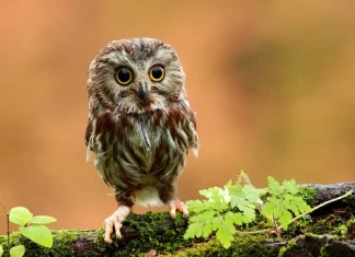 ЛОВЦИ В МРАКА