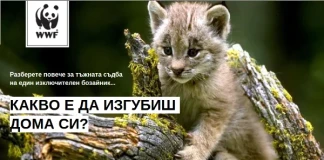 рис