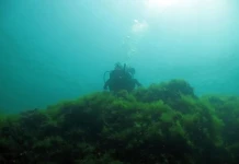 Презентация „Има ли живот в Черно море?“ Презентация "Има ли живот в Черно море?"