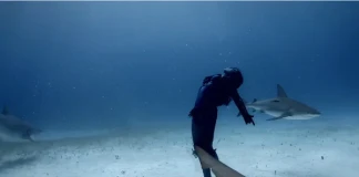 Подводен танц с акулите