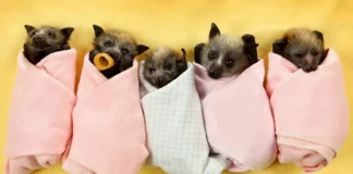 „Удивителният свят на прилепите“ Удивителният свят на прилепите