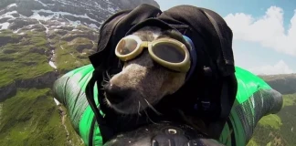 Дийн Потър - Първият уингсют полет с куче