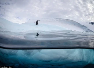 Ледените гмуркачи Да се гмурнеш под леда!