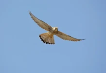 Сакар – земя на съкровища белошипа ветрушка