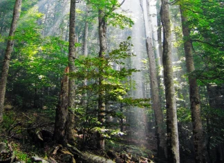 21 март – Международен ден на горите Гора