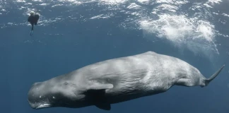 кашалот.индийски океан