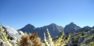 Първа помощ с билки в планината