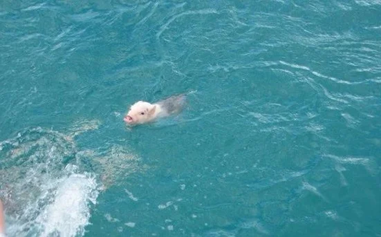 Прасе-пътешественик