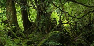 YAKUSHIMA-FOREST