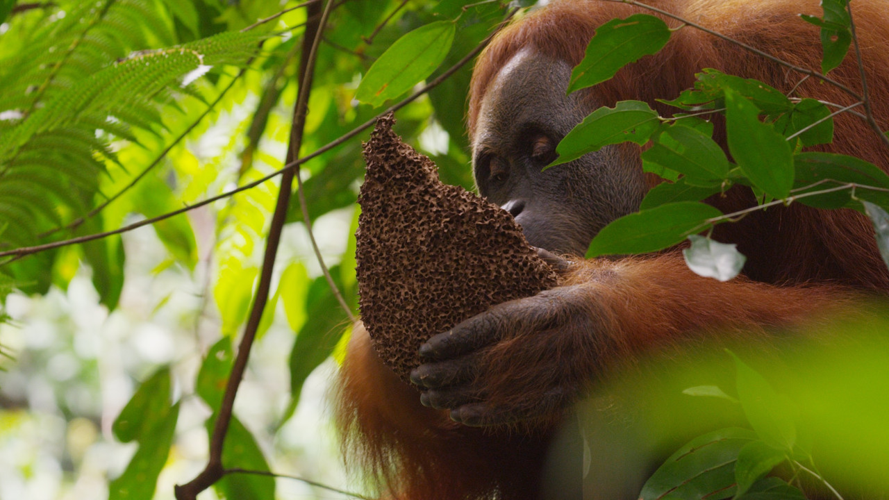 Nature The Last Orangutan Eden 360mag 