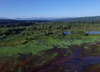 „Истината за българската гора“ ИСТИНАТА ЗА БЪЛГАРСКАТА ГОРА