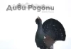 Изложба „Диви Родопи“ Изложба Диви Родопи