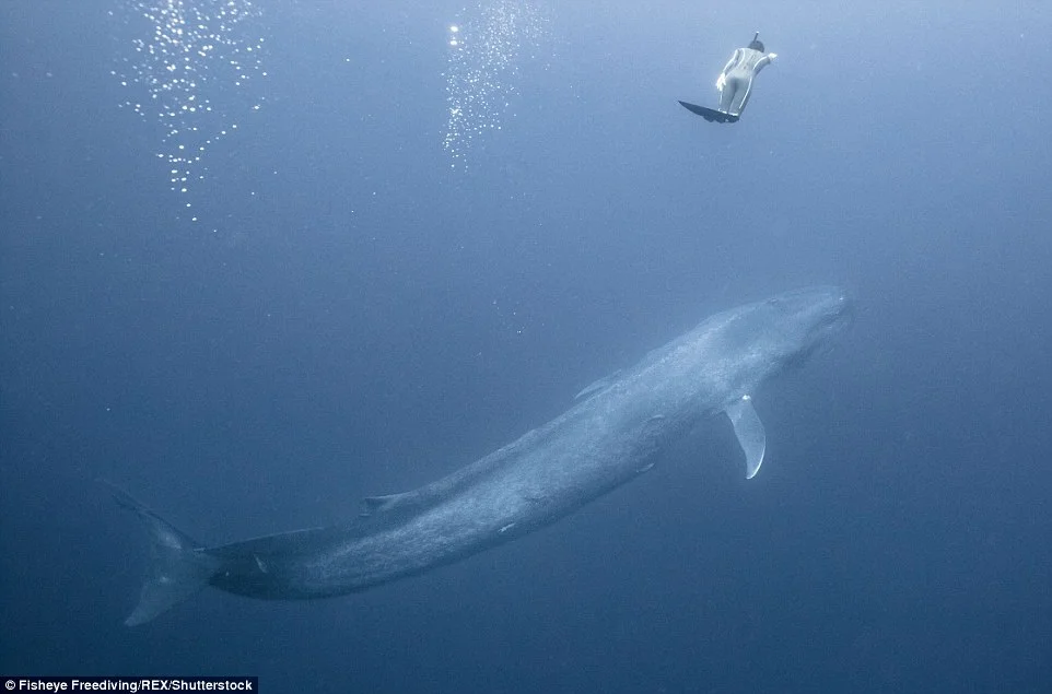 На един дъх сред китове