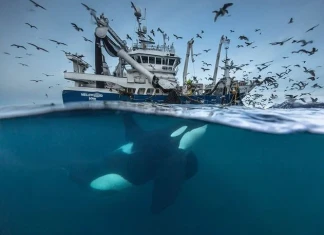 Дивата природа в кадър