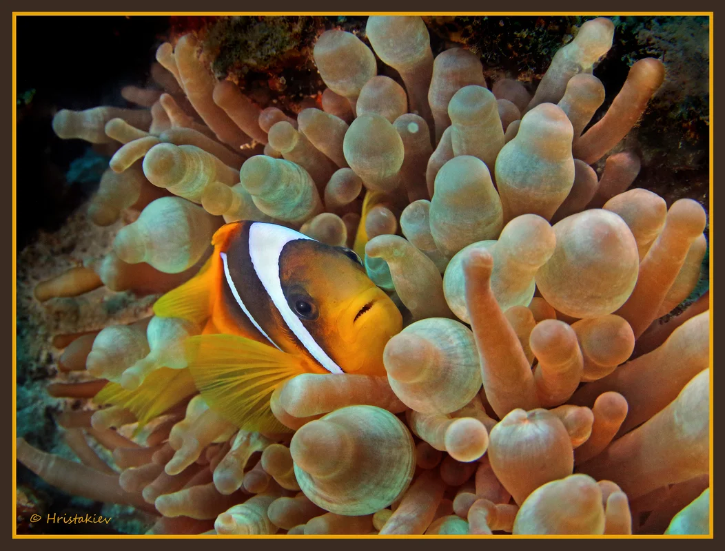 николай христакиев фотография