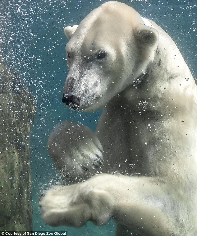 Работа мечта