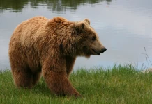 Ursus arctos