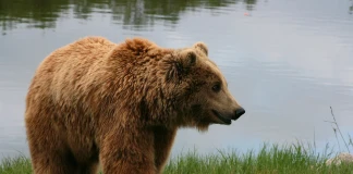Ursus arctos