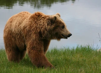 Ursus arctos