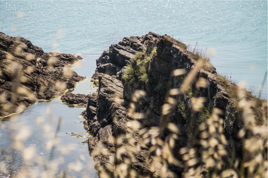 Corona Синеморец