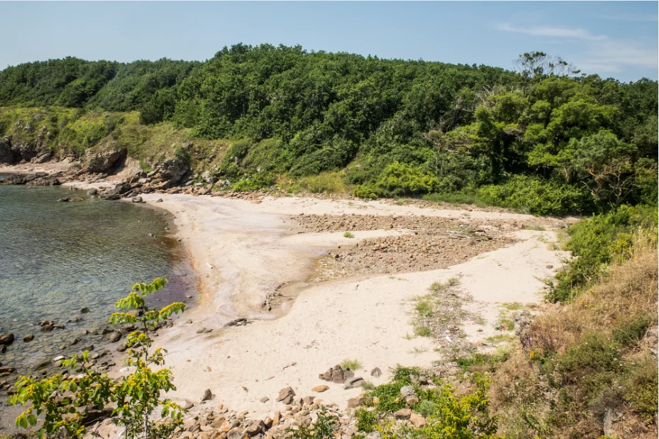 Corona Синеморец