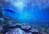 Виртуална разходка в океана