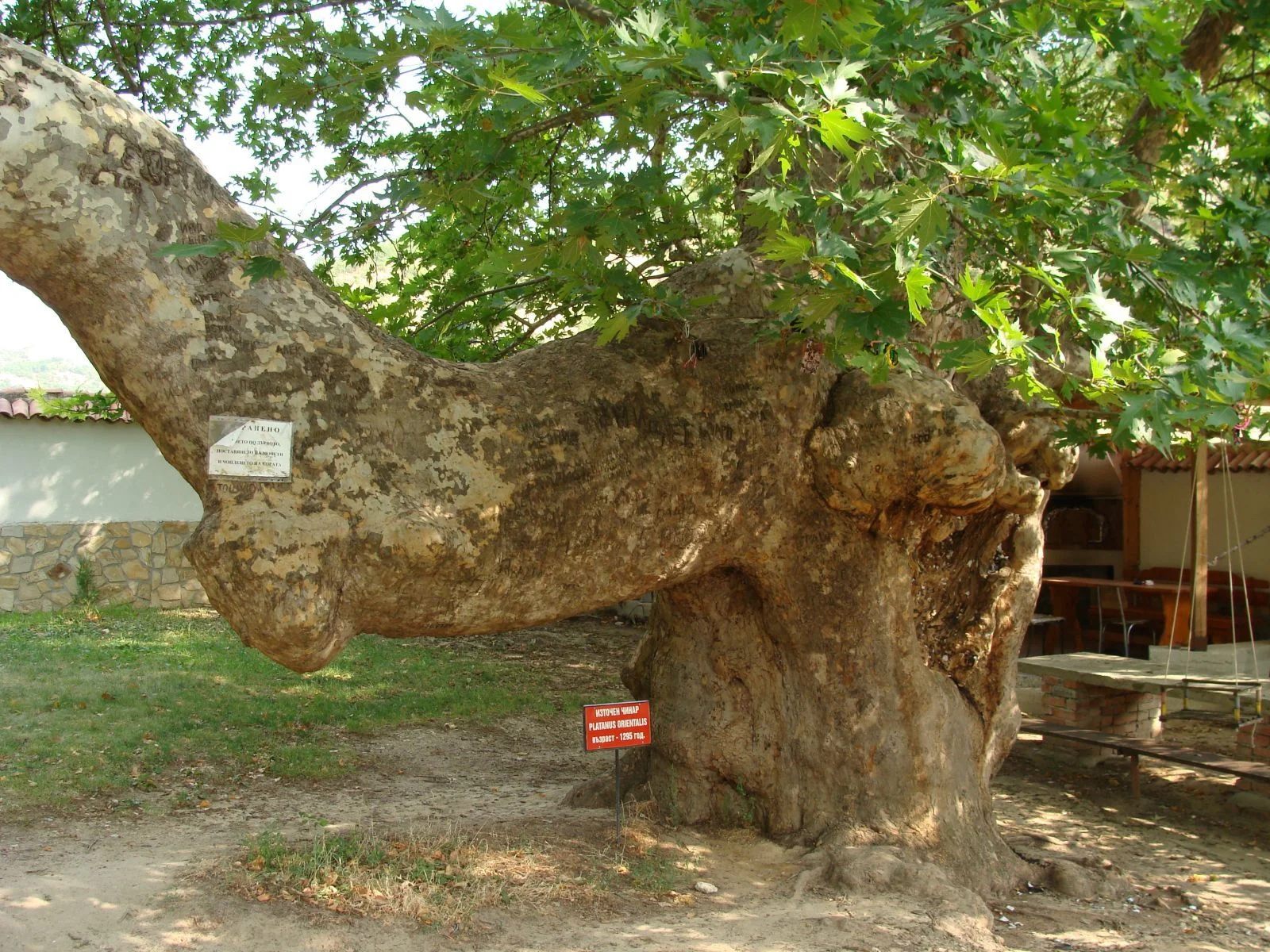 Източен чинар, Златолист